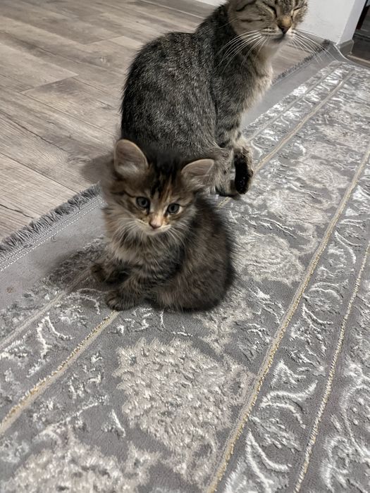 Кошечка отдам в добрые руки!
