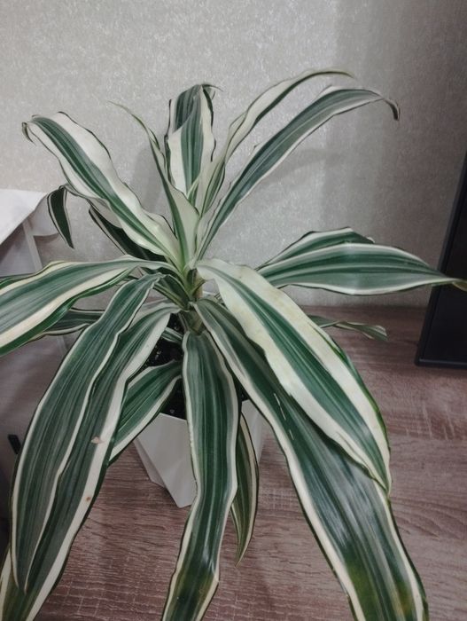 Комнатное растение драцена, район Евразии