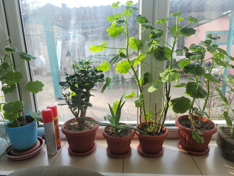 Домашние цветы алоэ 2летний