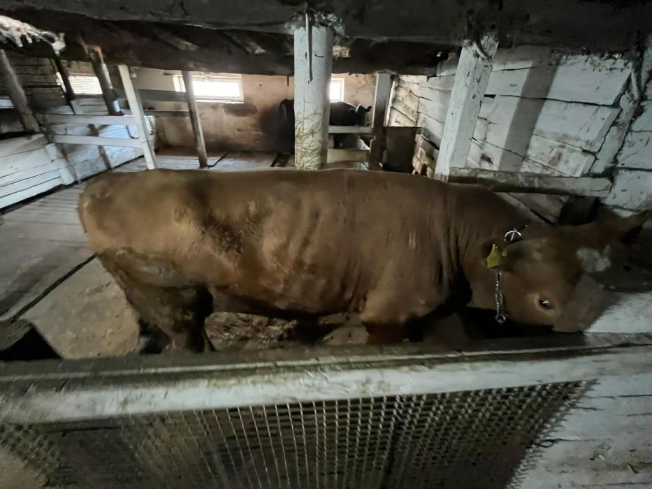 КРС на мясо на откорме