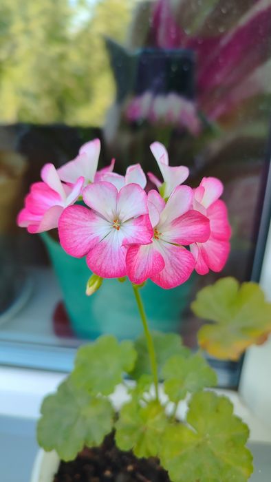 Цветы для дома и офиса