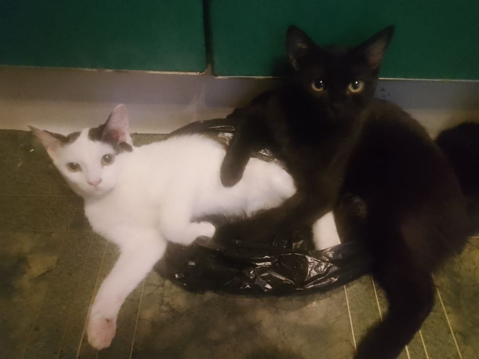 Ухоженные котята в добрые руки!