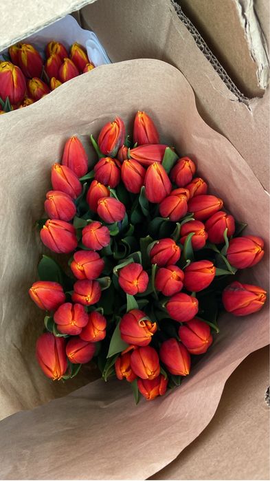Тюльпаны оптом Алматы. Цена от 450 тг