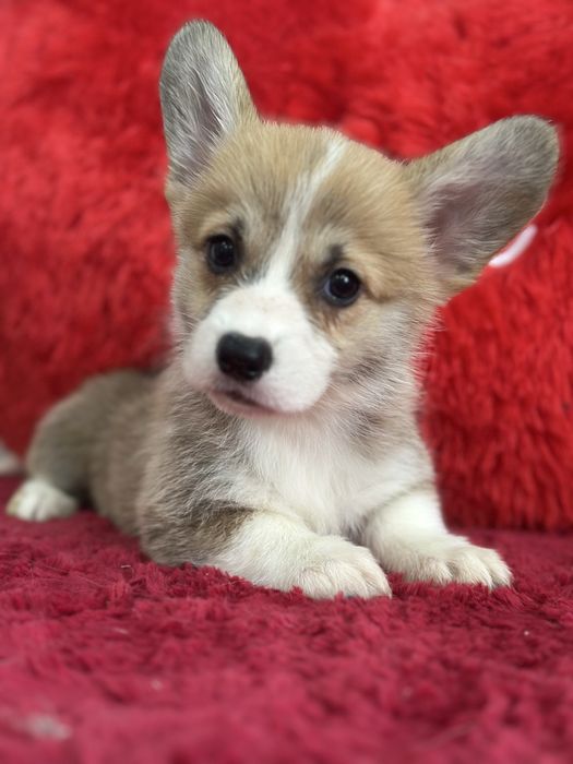 Девочки вельш корги пемброк