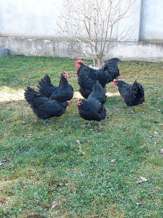 Oua australorp negru și albastru