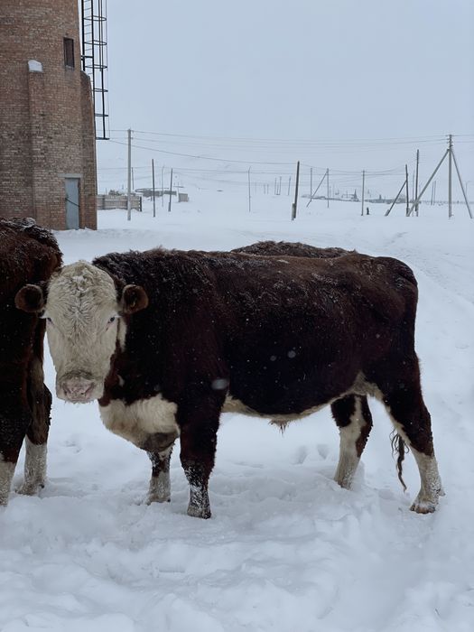 Бык производитель