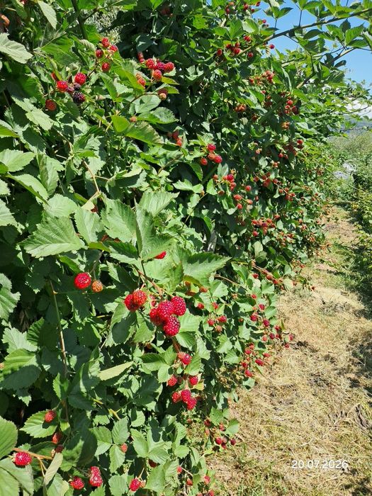 Mure proaspete Thornfree, nestropite -direct din plantatie