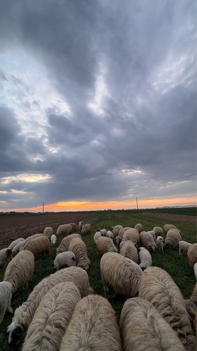 Vand miei pentru sarbatorile pascale !!