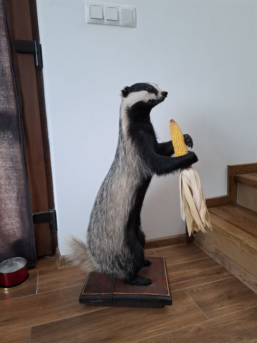 Vulpe,sacal ,bursuc  impaiata pt living si cabane