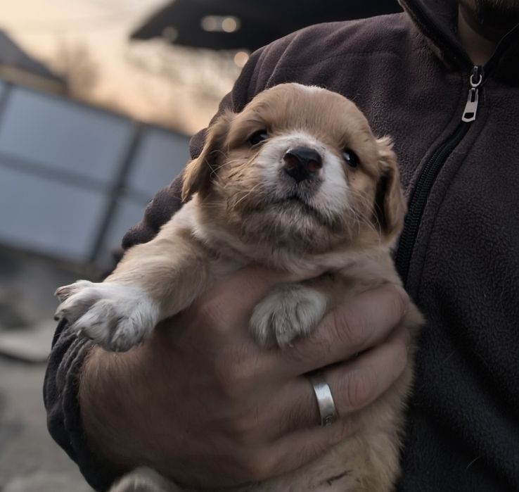 Отдаем щенков помесь со Спаниэлем