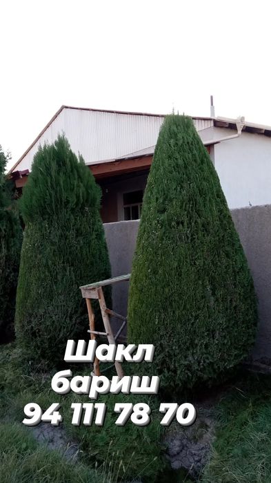 Archaga shakl berish