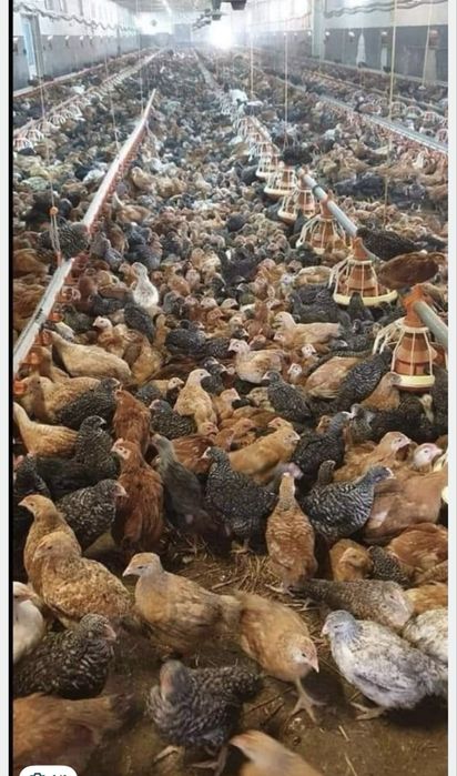 Pui zburati albi de carne si rasa mixta