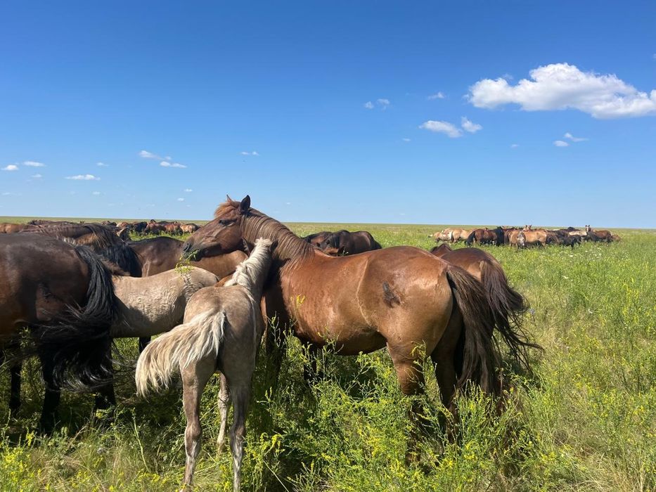 Продам косяк лошадей