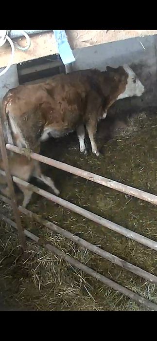 Vand vacuta cu adoua fatare