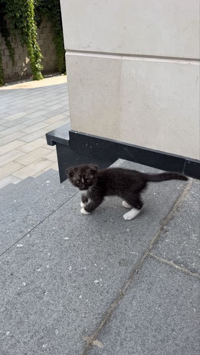 Красивые котята