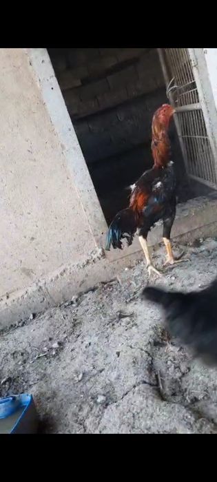 Дакан қоразбен тауық сатылады