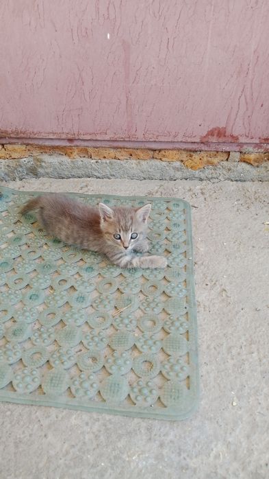 Отдам даром котёнка