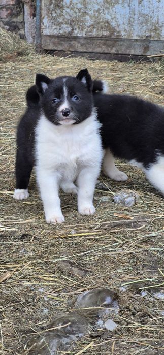 Щенки русско-европейской лайки