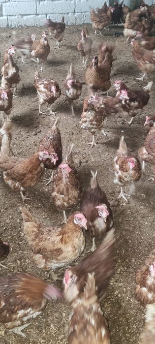 Găini 11 luni - Comandă 20 buc - Transport la domiciliu