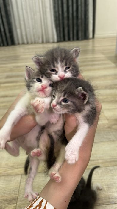 Котята ищут любящий дом