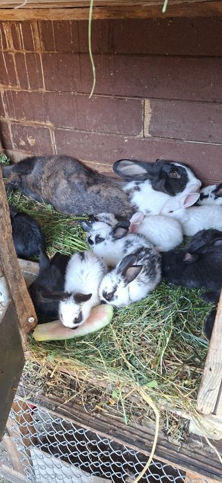 Iepuroiacă Hycole Francez la a 2 a fătare cu pui