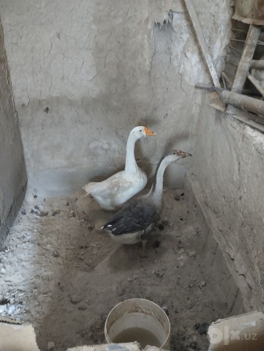 Гозлар тоза гарантия, шу йилги жужалар