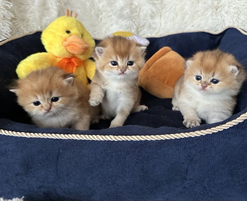 Златни британски чинчили