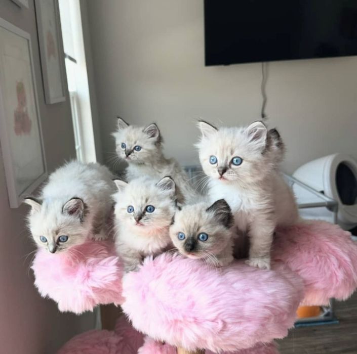 Невские маскарадные котята!