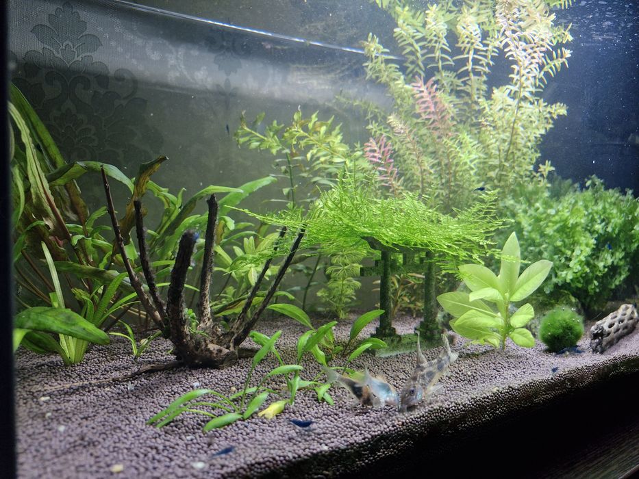 Аквариум. Креветочник.