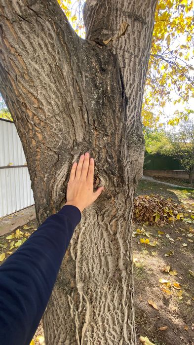 Дерево грецкого ореха