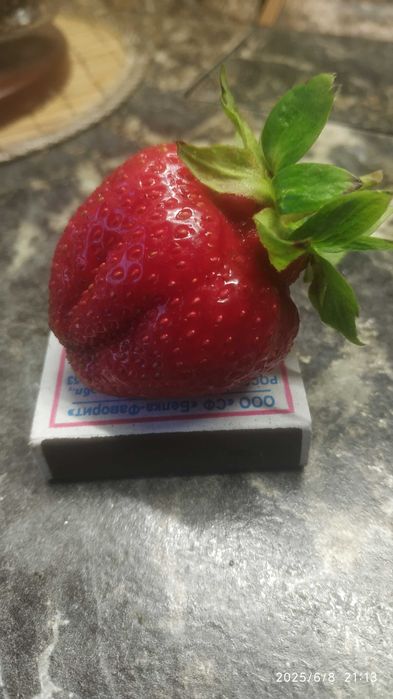 Клубника сорт АЗИЯ, крупноплодная, сладкая