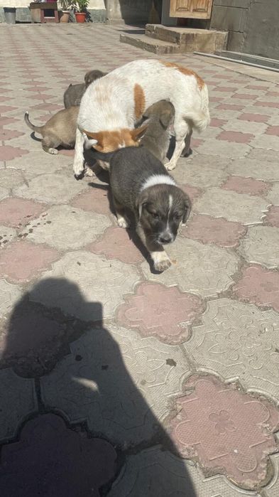 Щенки звоночки двухмесячные