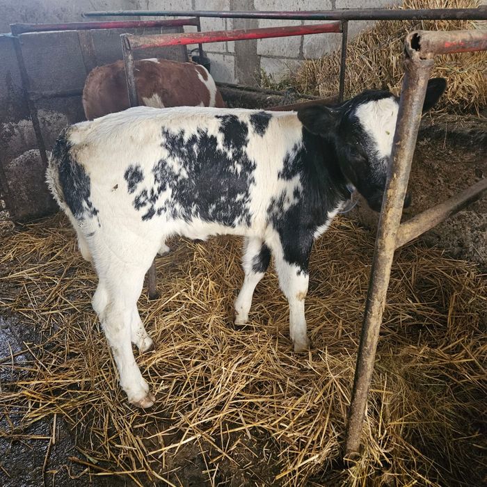 Vând viței asigur transport în România