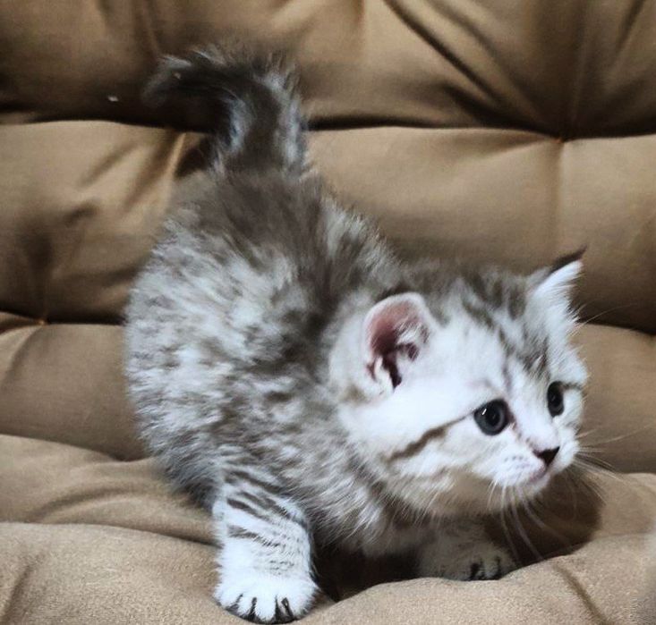 Серебристая шиншилла табби страйт котёноки