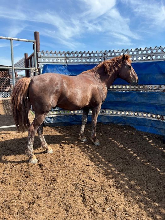 Кушум Жабағы сатылады