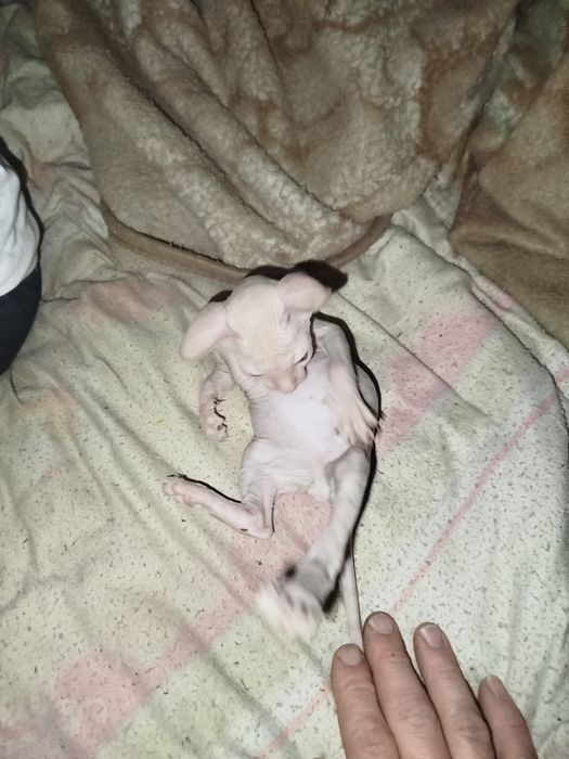 Продаю сфинкса маленького