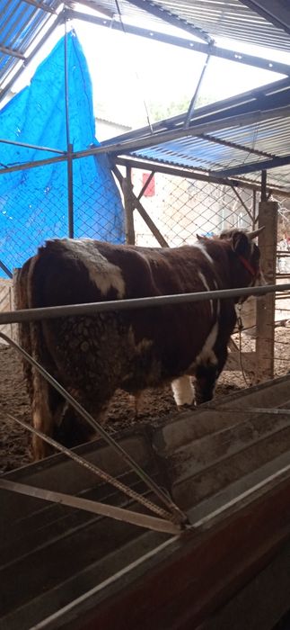 Gibrid buqqa sotiladi