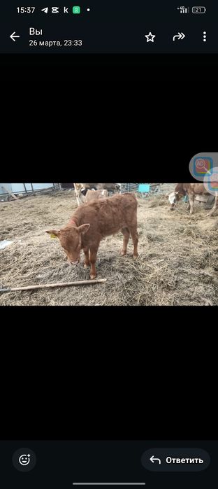 Продам трёх мес бычков по 250тыс подсосные с ведра соски не пьют