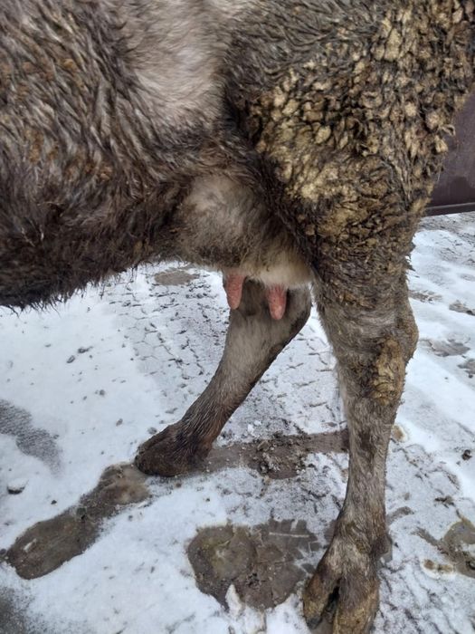 Сиыр сатам жуас