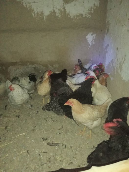 Тауықтар сатылады