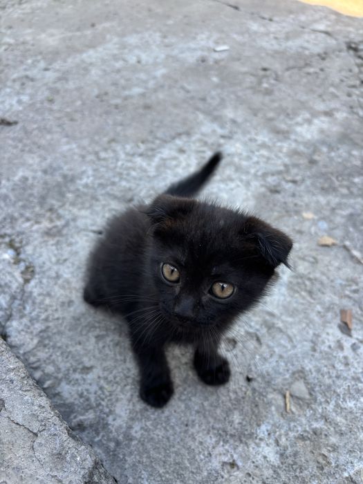Котенок кошки шотландский