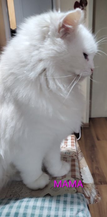 Персийска чинчила, снежно бяла, 6мес.