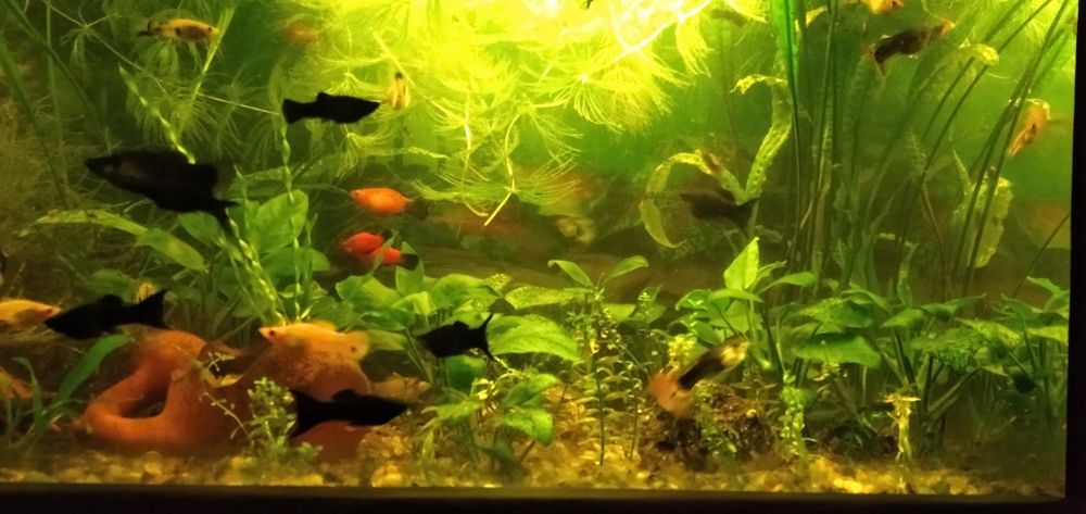 Аквариумни растения, скариди и рибки