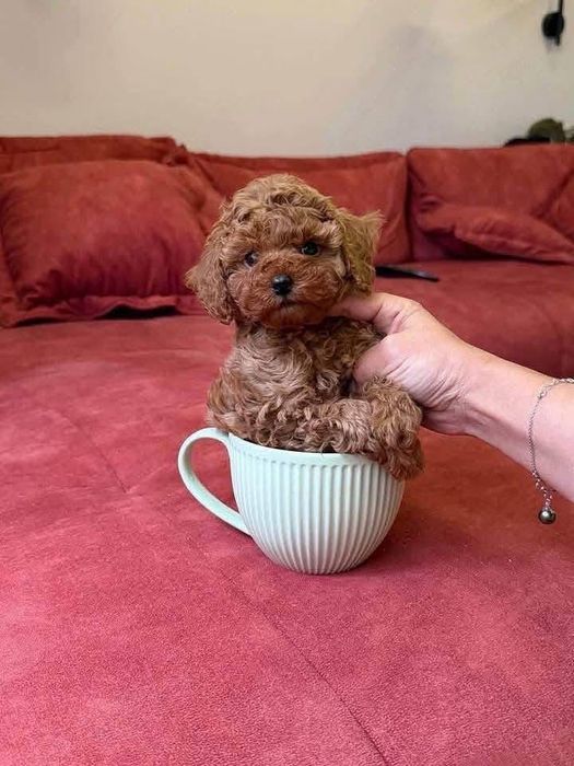 Vând Pudel -Poodle Toy fetița, roșcat, rasă pură!