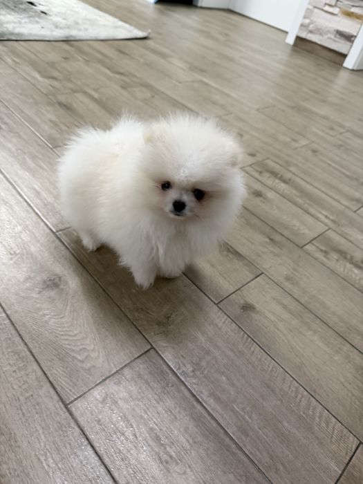 Catelus pomeranian