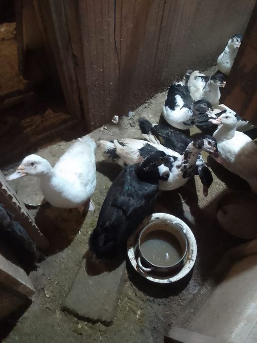 индоутки семья можно отдельно