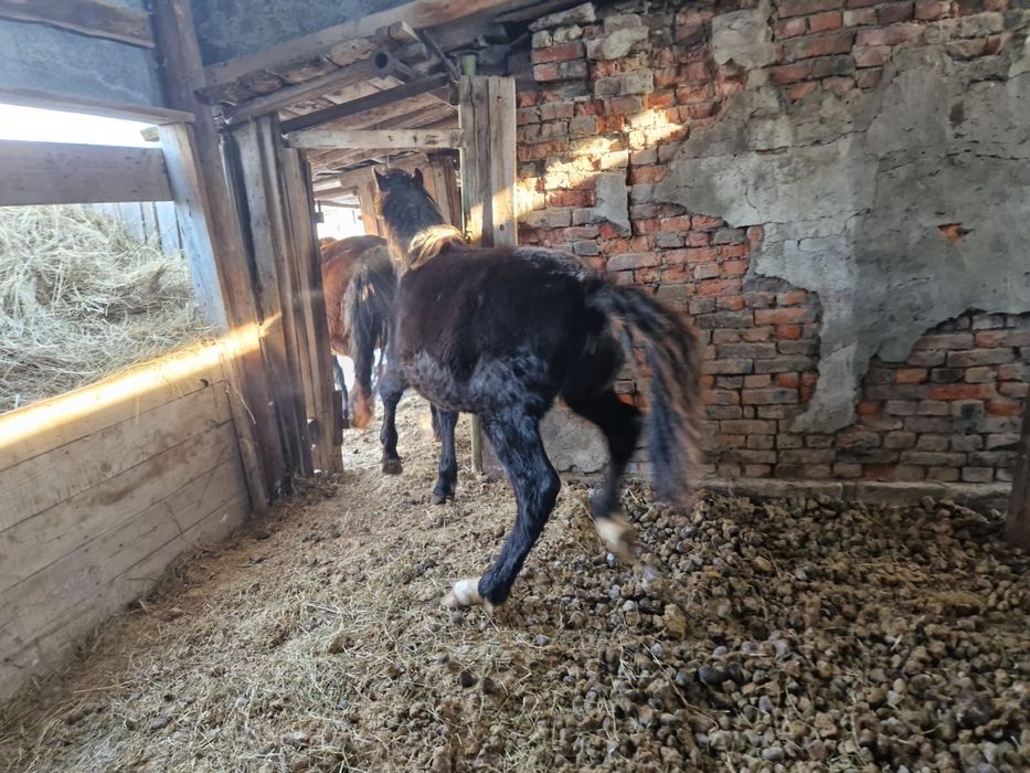 Продам   лошадь   2   года