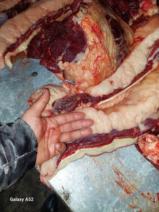 Ет . Согым Пригородное