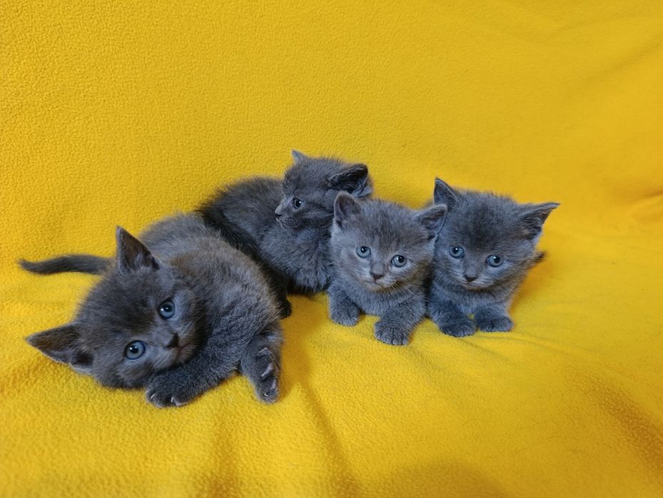 Котета - порода Руска синя котка !