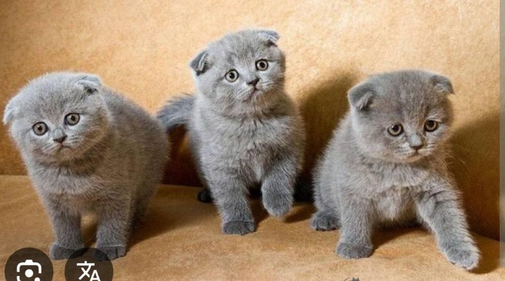 Продаются шотландские вислоухие котята